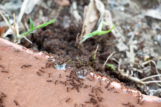 Zbavte se mravenců na své zahradě. Rychle, efektivně a jednou provždy