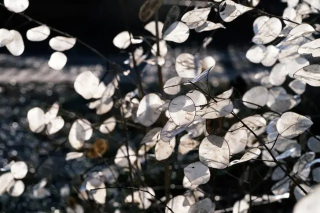Zimní ozdoby trvalkových záhonů: suché květy i plody