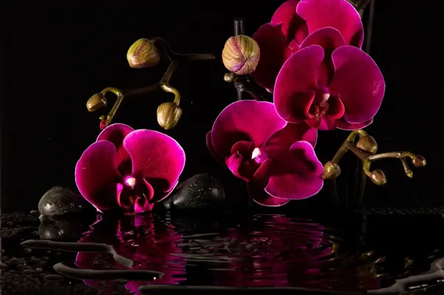Jak často zalévat orchidej? Expert prozradil nejlepší indikátory její žízně