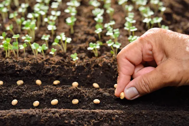 Zahradníkův březen: Osejte záhony, předpěstujte si sazeničky