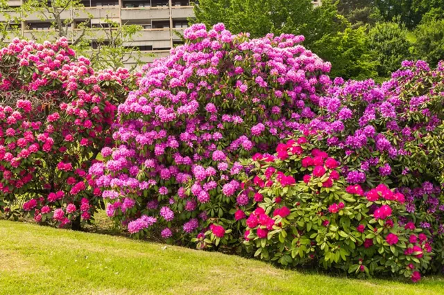 Jak Rozmnozit Rododendron (část větve, Tato metoda, horní listy, rozmnožování rododendronů, spodní část) Jak Rozmnozit Rododendron