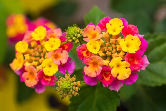 Magické květiny, u kterých můžete ovlivnit barvu květů tím, jak se o ně staráte