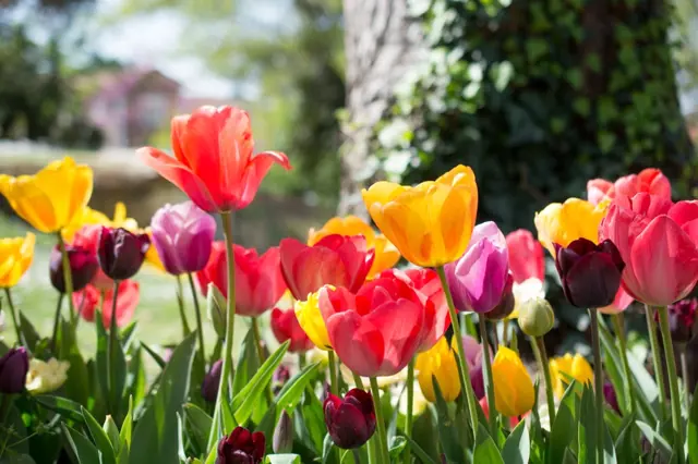 Je nejlepší čas pohnojit tulipány: Pokvetou jako o život. Jaké hnojivo použít?