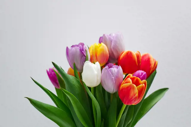 S jednoduchým trikem zůstanou tulipány čerstvé téměř navždy