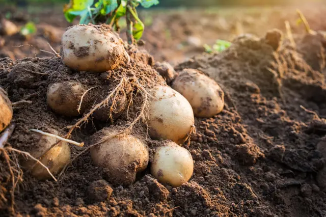 Před výsadbou brambor vám na to stačí minuta, ale pak bude úroda dvakrát bohatší