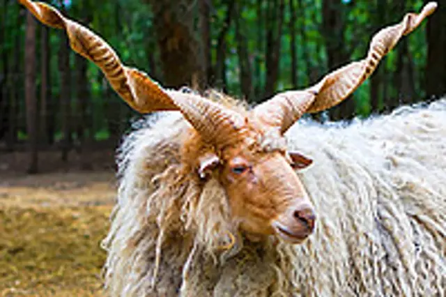 Cápová ovce neboli šrouborohá racka, staré plemeno krásného vzhledu a dobré užitkovosti