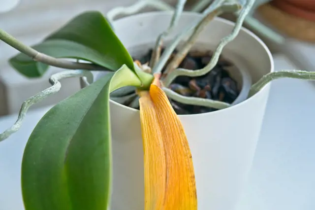 Zloutnuti Listu Orchideje