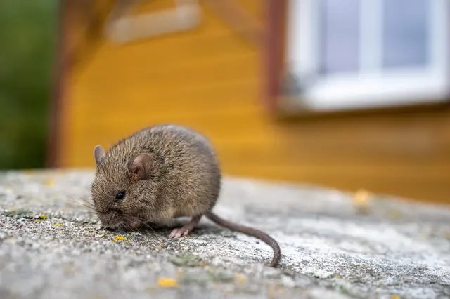 Jeden list stačí. Díky němu se ekologicky zbavíte myší i krys ze zahrady, sklepa, garáže či dílny
