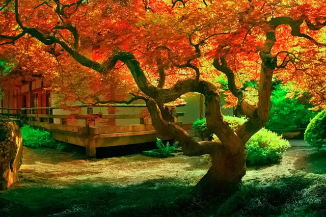 Oblečte podzimní zahradu do zářivých barev. Jaké dřeviny vybrat?