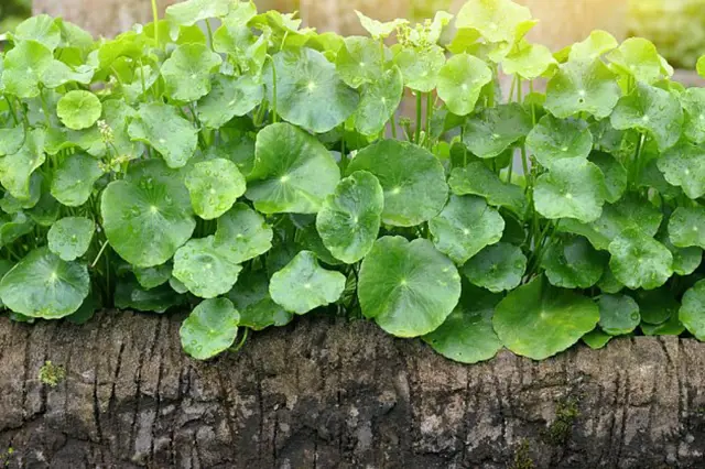 Pupecnik Asijsky Pestovani
