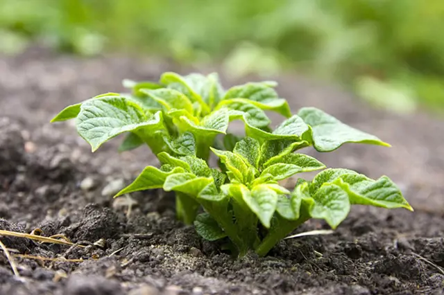 Pěstování brambor: Nechejte naklíčit hlízy, nezapomeňte na hnojení