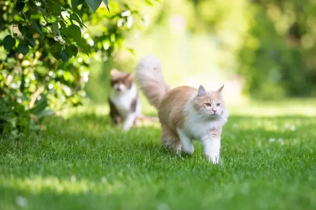 Jak vyhnat cizí kočky ze zahrady? Takto se vašemu pozemku vyhnou obloukem