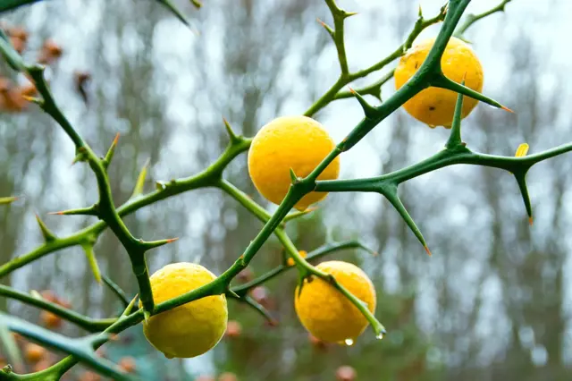 Vypěstujte si na zahradě vlastní citróny podobně jako třeba jablka. Je to snadné