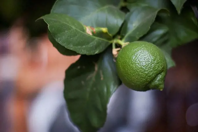 Jak Vypestovat Citron Z Pecky (pecky může, vlhkost vzduchu, abyste zabránili) Jak Vypestovat Citron Z Pecky