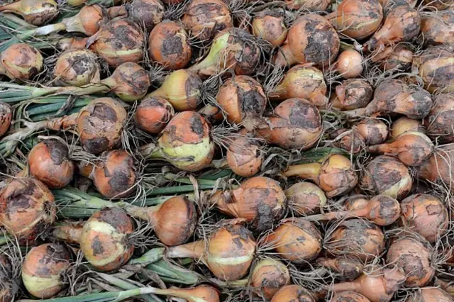Kdy Zasadit Cibuli Sazecku (cibule sazečky, Jarní výsadba, jarní výsadbu, výsadbu cibule) Kdy Zasadit Cibuli Sazecku