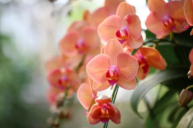 Jak plátek citronu pomůže vaší orchideji rozkvést ještě krásněji