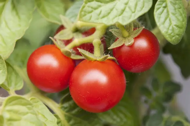 Pokud chcete červená rajčata, musíte nyní udělat dva důležité kroky