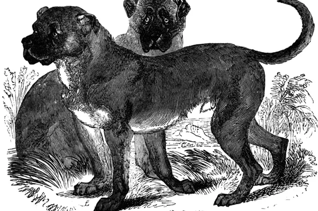 Kubánský lidolovec: krvelačné psí plemeno, které se používalo k lovu otroků