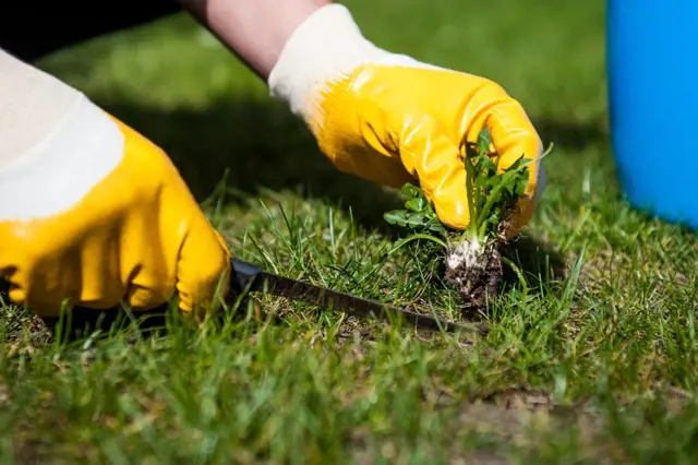 Chytré triky, jak se vypořádat s plevelem na zahradě