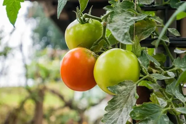 Kdy rajčatům otrhat listy, aby nekazily úrodu? Je to důležité!