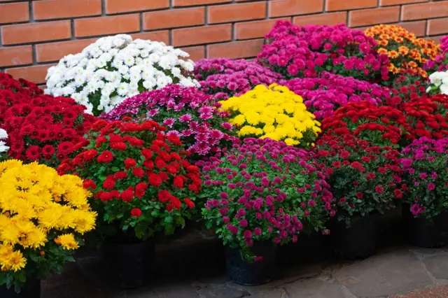 Chryzantémy: Čím je v srpnu hnojit, aby v září byly nádherné?