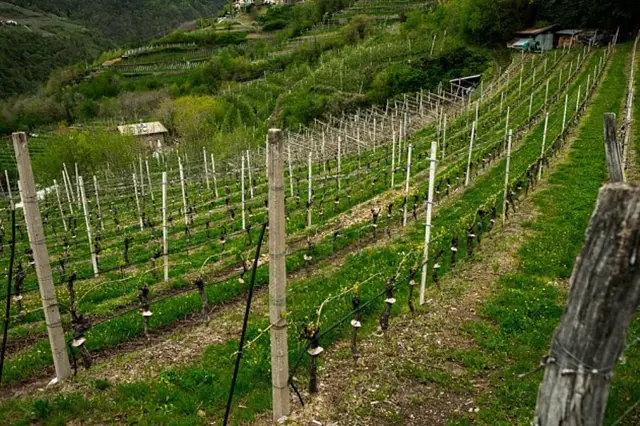 Jak Sazet Vino