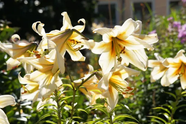 Lilie mezi suchomilnými trvalkami: Které druhy milují slunce?