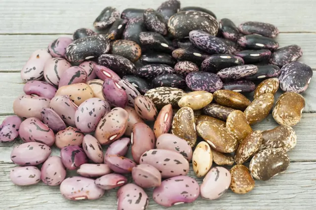 Domácí semenaření: Sklízíme zralé fazole, dosoušíme je a luštíme