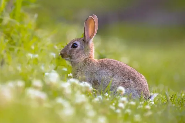 Z králíkarny do přírody: Divocí králíci se vracejí