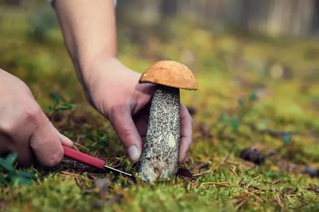 Jak najít v lese ještě více hub: Triky zkušených houbařů, které zvýší váš úlovek