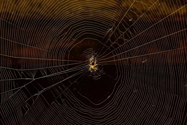 Vyžeňte pavouky z domu: Tyto babské rady vám pomůžou se jich zbavit snadno a rychle
