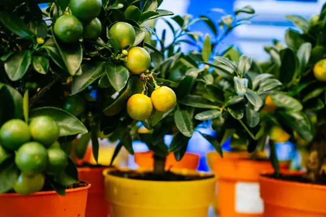 Jak docílit toho, aby citroník plodil i v našich podmínkách?