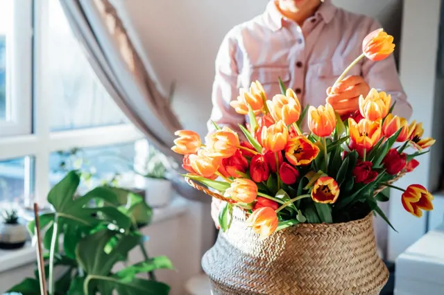 Pokud uděláte těchto 6 věcí, vaše tulipány pokvetou déle