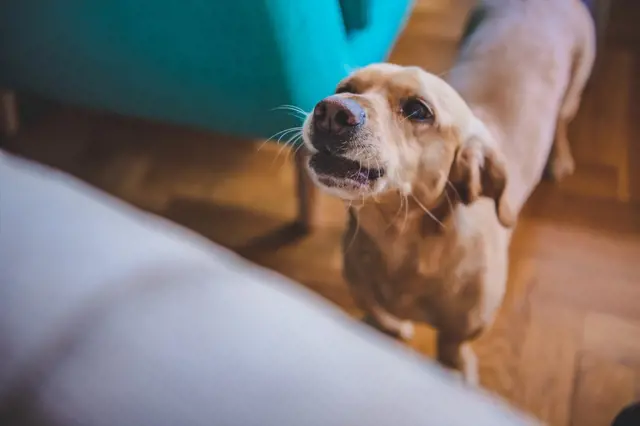 Čím dál tím častější problémy v bytovkách: Jak utišit psa, když odcházíte