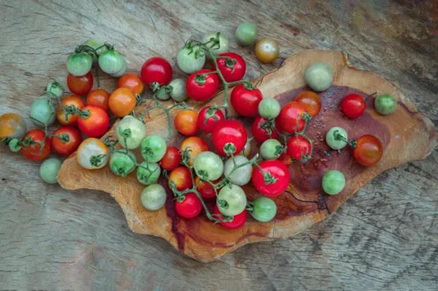 Vypěstujte si původní divoké rajče: Postup je stejný, chuť nesrovnatelná