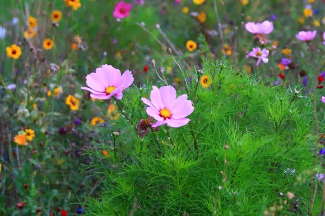 Je čas založit letničkové záhony: Pestré směsi kvetou celé léto