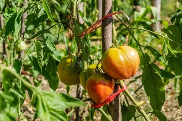 Zelený límec nebo žlutá kapuce: Proč rajčata nedozrávají a jak je k tomu přimět