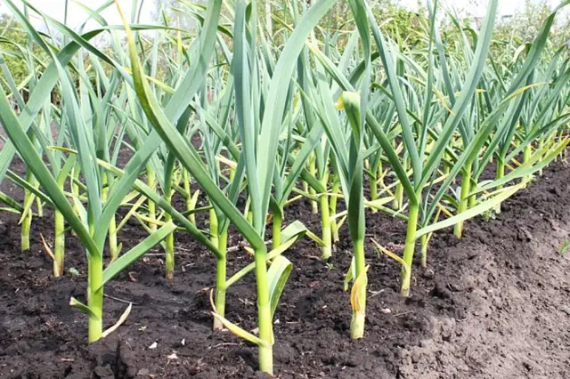 Kdy Se Sklizi Cesnek Palicak (česneku paličáku, sklízet česnek, sklízet česnek paličák) Kdy Se Sklizi Cesnek Palicak