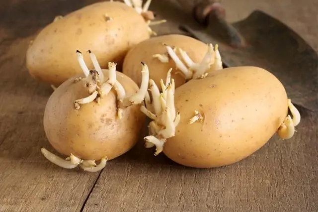 Naklicene Brambory (růst klíčků, zásobních látek, jsou brambory, klíčení brambor, koncentrace glykoalkaloidů) Naklicene Brambory