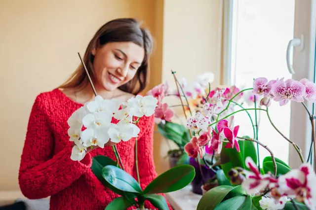 3 smrtelné hříchy při pěstování orchidejí: Nedopouštíte se jich také?