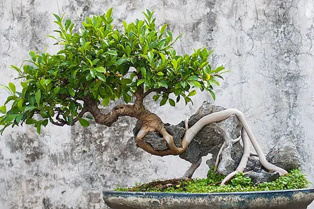 Jak Si Vypestovat Bonsai () Jak Si Vypestovat Bonsai