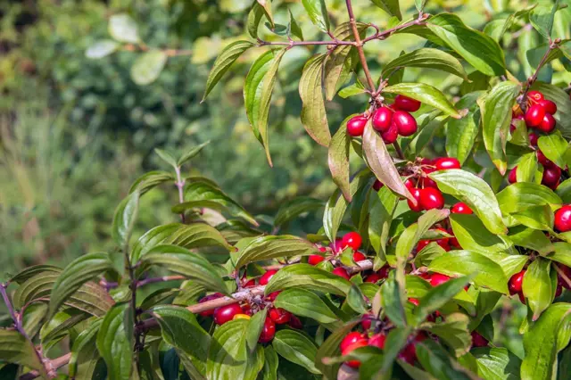 Zapomenutý keř, jehož plody jsou zdravotní zázrak. Máte ho na své zahradě?