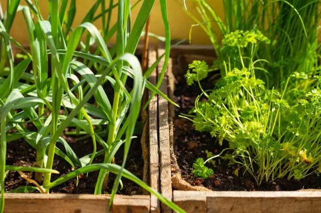 Pěstování česneku v truhlíku: Nejlepší způsob krok za krokem