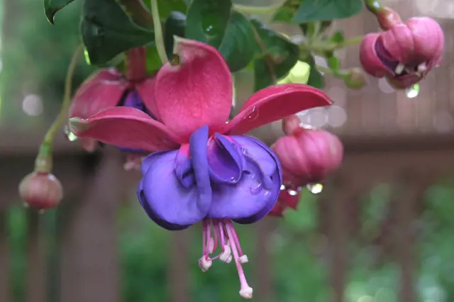 Jak Prezimovat Fuchsie (přezimování fuchsií, může vést, během zimy, úspěšné přezimování, zimním období) Jak Prezimovat Fuchsie