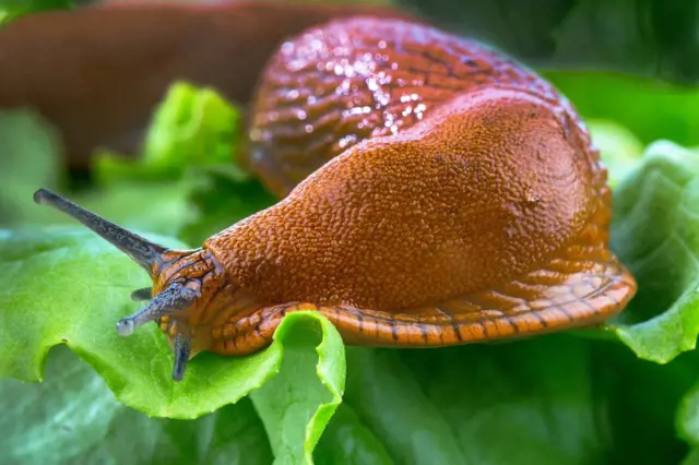 Slimaci