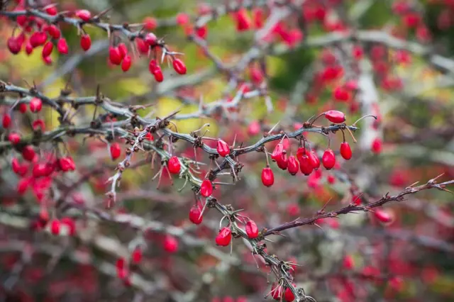 Podzimní i zimní potěšení: Zahrada zdobená červenými plody