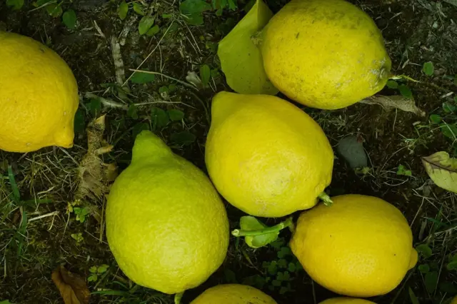 Opravdu funguje citronová šťáva jako účinný likvidátor plevele?