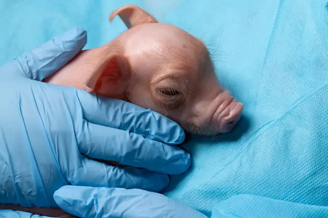 Prasečí orgány otevírají novou kapitolu v léčbě tisíců pacientů čekajících na transplantaci ledviny