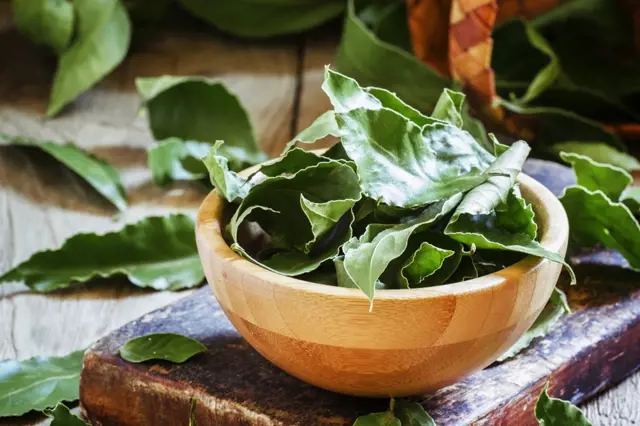 Jak pěstovat nádherný bobkový list a vyrobit z něj doma blahodárný léčivý olej