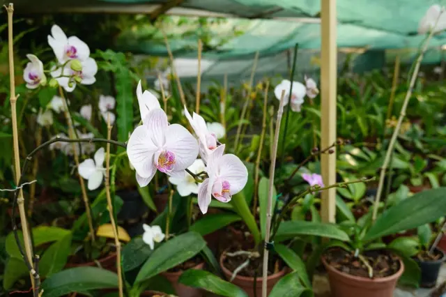 Jak správně zaštipovat orchideje? Udělejte to, výrazně jim pomůžete